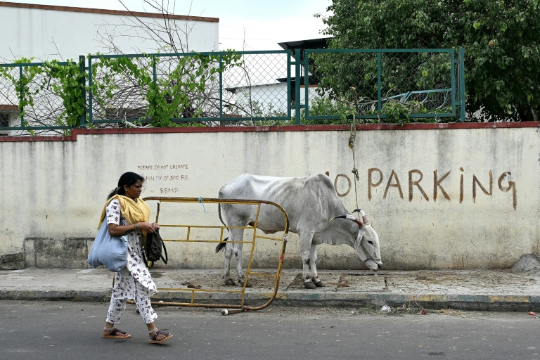 Une femme passe à côté d'une vache arrêtée sur sur un trottoir à Bangalore, le 8 juillet 2026 en Iinde