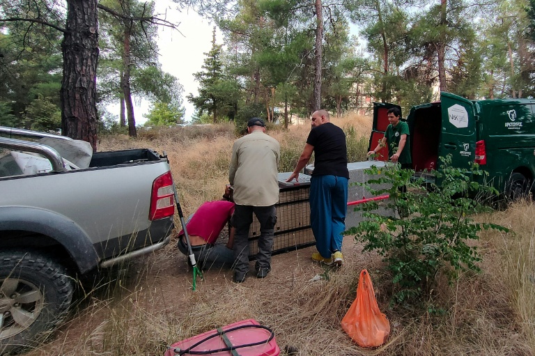 Photo du 14 août 2026 diffusée par l'ONG Callisto, spécialisée dans la faune sauvage, montrant des membres de Calisto remettant une louve capturée à des membres de l'ONG Arcturos pour son transfert au Centre de protection du loup de Florina, dans le nord de la Grèce