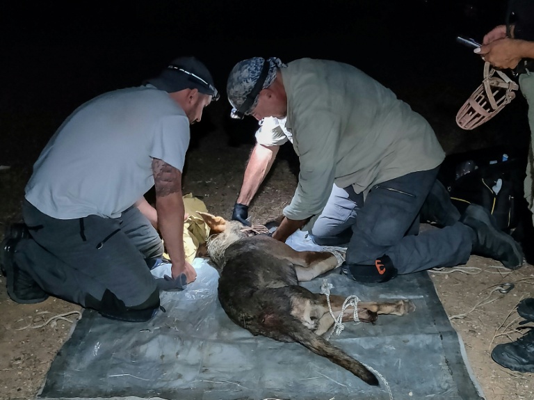 Photo du 13 août 2026 diffusée par l'ONG Callisto montrant des membres de l'ONG, spécialisée dans la faune sauvage; en train de museler une louve capturée à Polichni, près de Thessalonique, dans le nord de la Grèce