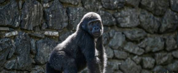 Le bébé gorille Zeytin, au zoo de Polenezkoy à Istanbul, le 3 septembre 2025 en Turquie Le bébé gorille Zeytin, au zoo de Polenezkoy à Istanbul, le 3 septembre 2025 en Turquie