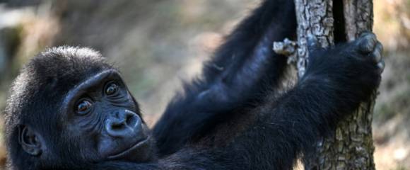 Le bébé gorille Zeytin, au zoo de Polenezkoy à Istanbul, le 3 septembre 2025 en Turquie Le bébé gorille Zeytin, au zoo de Polenezkoy à Istanbul, le 3 septembre 2025 en Turquie