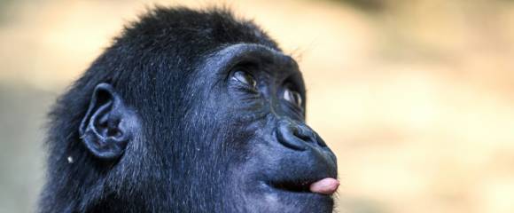 Le bébé gorille Zeytin, au zoo de Polenezkoy à Istanbul, le 3 septembre 2025 en Turquie Le bébé gorille Zeytin, au zoo de Polenezkoy à Istanbul, le 3 septembre 2025 en Turquie