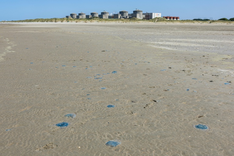 Des méduses sur le rivage près de la centrale nucléaire de Gravelines, le 11 août 2026 dans le Nord