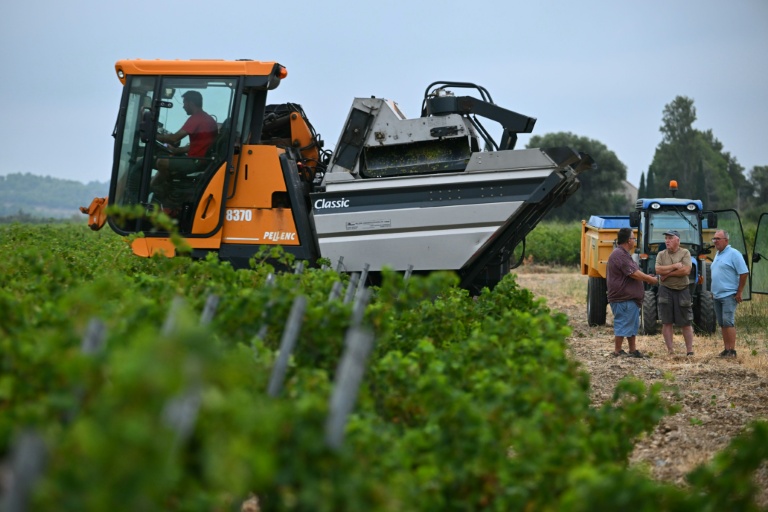 Alain Gleyzes, viticulteur à La Palme (Aude), a commencé à récolter un raisin muscat petit grain le 30 juillet 2026