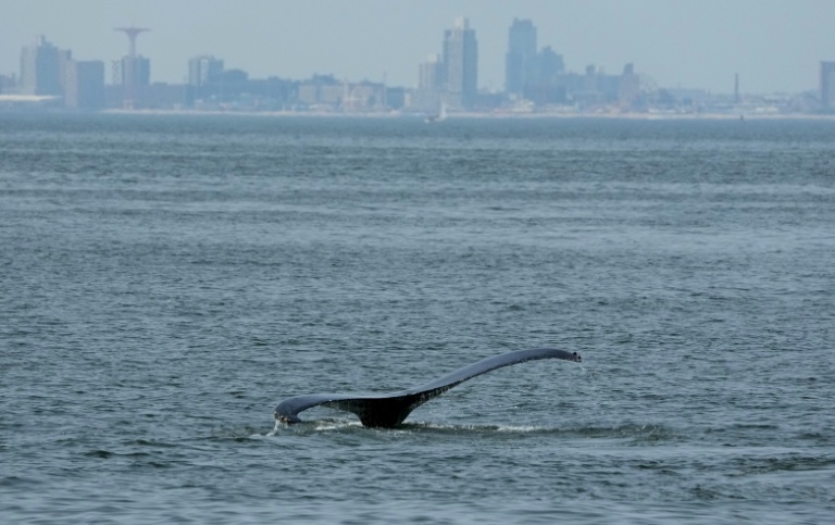 La queue d'une baleine devant le littoral de Coney Island, à New York, le 13 août 2026
