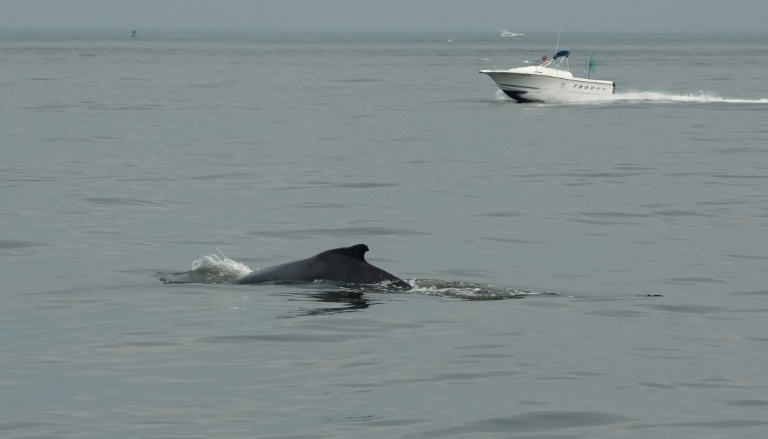 Une baleine à bosse au large de New York, le 13 août 2026