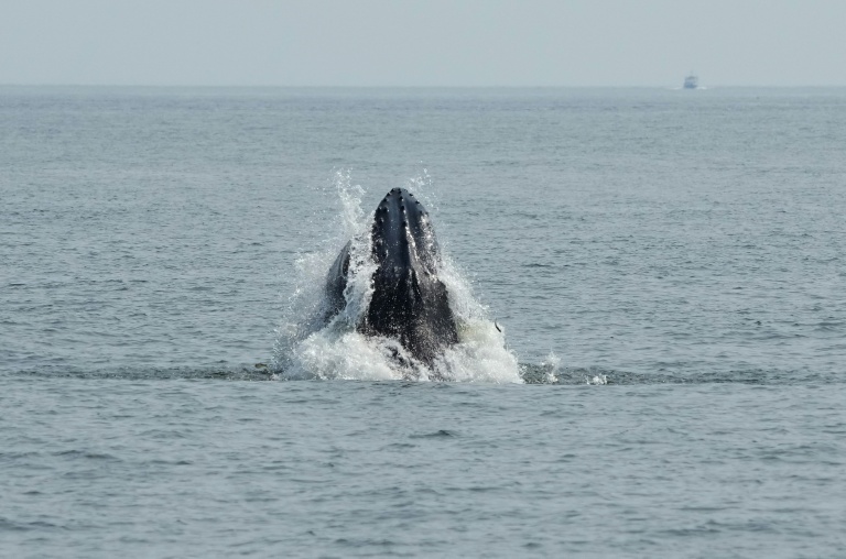 Une baleine à bosse fait surface au large de New York, le 13 août 2026