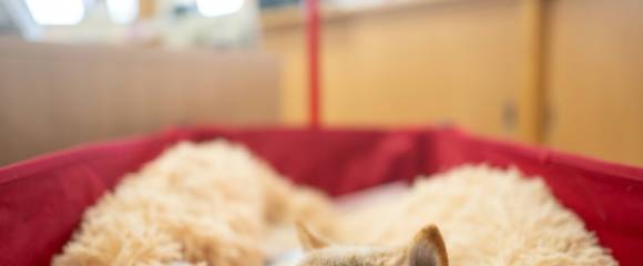 La chienne Kabosu, de la race japonaise shiba inu, connue comme le "Doge" sur internet, se repose dans le bureau de sa propriétaire Atsuko Sato, le 19 mars 2024 à Narita, dans la préfecture de Chiba