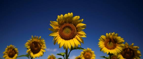 Les plantes aussi ont leur sensibilité, bien différente de celle des humains, une spécificité qui attire les chercheurs ces dernières années Les plantes aussi ont leur sensibilité, bien différente de celle des humains, une spécificité qui attire les chercheurs ces dernières années