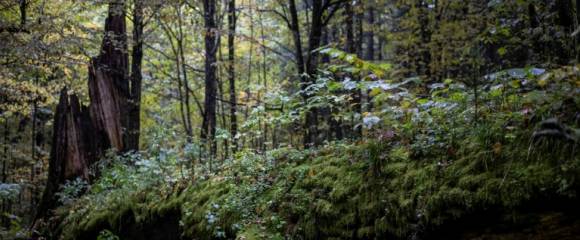 Capter les messages dans l'air, toucher sans peau ni doigts, dialoguer secrètement par les racines, vibrer au rythme des bruits alentours... La gamme des sensibilités est riche Capter les messages dans l'air, toucher sans peau ni doigts, dialoguer secrètement par les racines, vibrer au rythme des bruits alentours... La gamme des sensibilités est riche