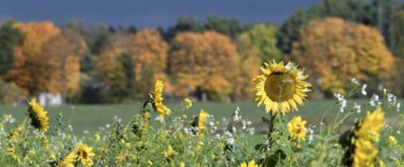 Des tournesols et d'autres fleurs dans une prairie à Oranienburg, près de Berlin, le 22 octobre 2024 en Allemagne Des tournesols et d'autres fleurs dans une prairie à Oranienburg, près de Berlin, le 22 octobre 2024 en Allemagne