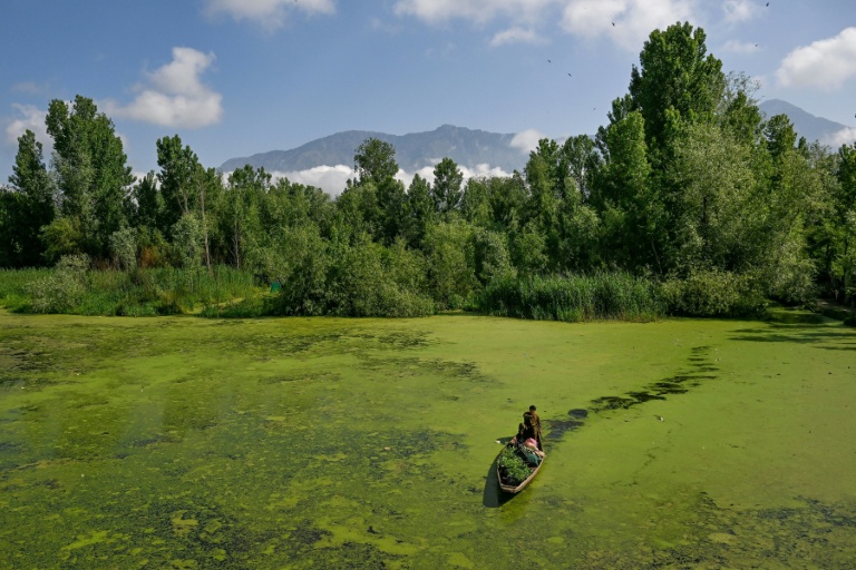 Un homme traverse sur sa barque une zone du lac Dal envahie par les algues, à Srinagar au Cachemire indien, le 14 mai 2026
