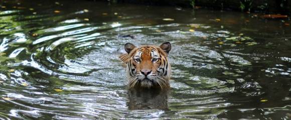 Un tigre de Malaisie au zoo national de Kuala Lumpur, le 23 mai 2010 en Malaisie Un tigre de Malaisie au zoo national de Kuala Lumpur, le 23 mai 2010 en Malaisie