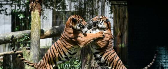 Des tigres de Malaisie au zoo national de Kuala Lumpur, le 21 novembre 2017 Des tigres de Malaisie au zoo national de Kuala Lumpur, le 21 novembre 2017