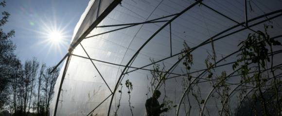Frédéric, un détenu en fin de peine, inspecte des tomates dans une serre de la ferme Ker Madeleine, à Saint-Gildas-des-Bois, le 17 octobre 2025 en Loire-Atlantique Frédéric, un détenu en fin de peine, inspecte des tomates dans une serre de la ferme Ker Madeleine, à Saint-Gildas-des-Bois, le 17 octobre 2025 en Loire-Atlantique