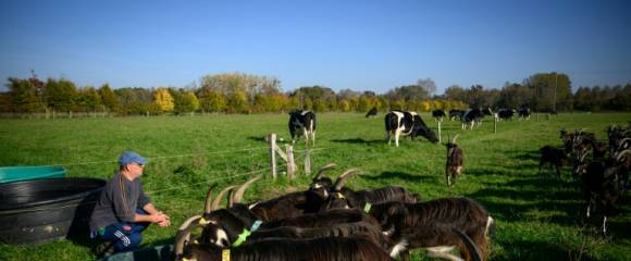 Laurent, un détenu en fin de peine, s'occupe de chèvres à la ferme Ker Madeleine, à Saint-Gildas-des-Bois, le 17 octobre 2025 en Loire-Atlantique Laurent, un détenu en fin de peine, s'occupe de chèvres à la ferme Ker Madeleine, à Saint-Gildas-des-Bois, le 17 octobre 2025 en Loire-Atlantique