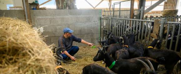 Laurent, un détenu en fin de peine, s'occupe de chèvres à la ferme Ker Madeleine, à Saint-Gildas-des-Bois, le 17 octobre 2025 en Loire-Atlantique Laurent, un détenu en fin de peine, s'occupe de chèvres à la ferme Ker Madeleine, à Saint-Gildas-des-Bois, le 17 octobre 2025 en Loire-Atlantique