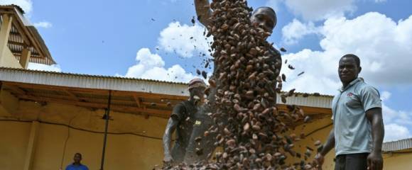 Des fèves de cacao dans une coopérative, à Divo, en Côte d'Ivoire, le 20 octobre 2025 Des fèves de cacao dans une coopérative, à Divo, en Côte d'Ivoire, le 20 octobre 2025