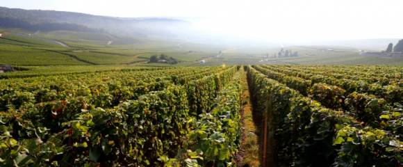 Le vignoble de Champagne à Hautvillers, le 22 septembre 2016 dans la Marne Le vignoble de Champagne à Hautvillers, le 22 septembre 2016 dans la Marne