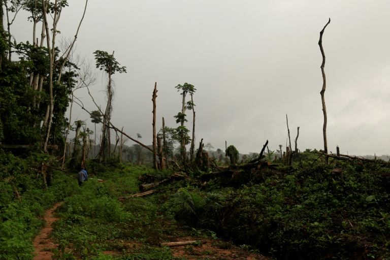 Des souches d'arbres au sol après l'abattage de 850 hectares d'arbres pour la plantation de palmiers à huile, dans la forêt du bassin du Congo, près de Kisangani, dans le nord-est de la RDC, le 25 septembre 2019