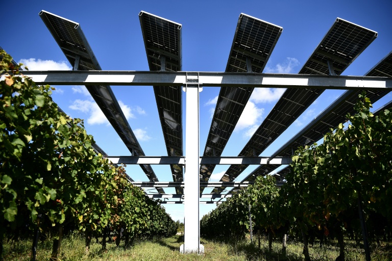 L'installation agrivoltaïque Vitisolar, un projet expérimental piloté par EDF, composé de panneaux photovoltaïques suspendus au-dessus d'un vignoble, à l'Institut des sciences de la vigne et du vin à Villenave-d'Ornon, près de Bordeaux, le 19 septembre 2023