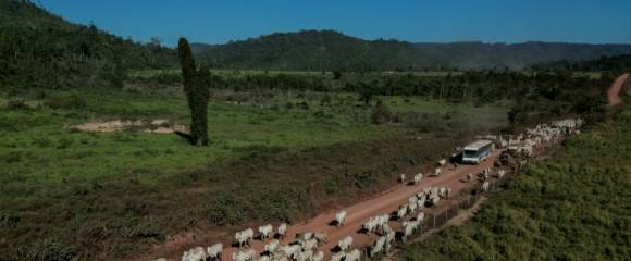 Un troupeau sur une route de Sao Felix do Xingu, dans l'Amazonie brésilienne, le 20 juin 2025 Un troupeau sur une route de Sao Felix do Xingu, dans l'Amazonie brésilienne, le 20 juin 2025