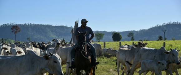 Un éleveur conduit du bétail à Sao Felix do Xingu, en Amazonie brésilienne, le 18 juin 2025 Un éleveur conduit du bétail à Sao Felix do Xingu, en Amazonie brésilienne, le 18 juin 2025
