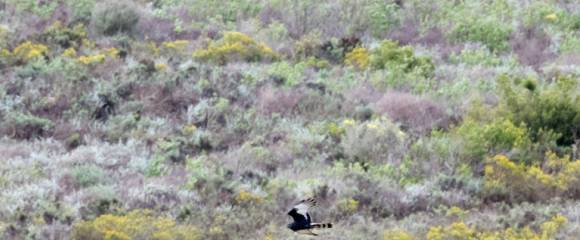 Un busard noir, une espèce en voie de disparition, vole près du parc éolien d'Excelsior, près de Swellendam, le 16 septembre 2025 en Afrique du Sud Un busard noir, une espèce en voie de disparition, vole près du parc éolien d'Excelsior, près de Swellendam, le 16 septembre 2025 en Afrique du Sud